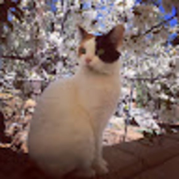 Meet your Posher, Amelia - Picture 1 of 1